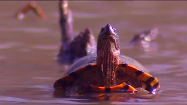 Черепаха відкриває рот — стокове відео