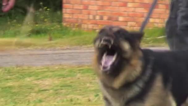 Hond getraind door beveiliging — Stockvideo