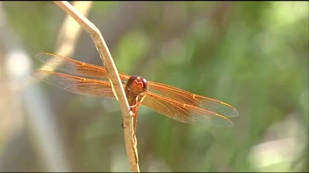 Groene dragonfly op tak — Stockvideo