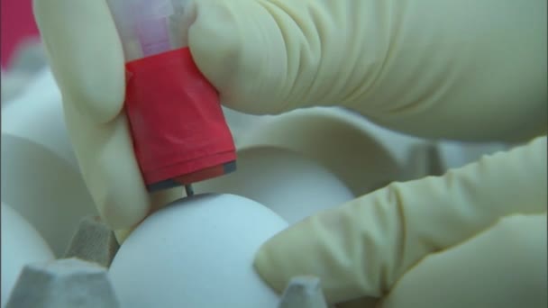 Cientista testa ovos de aves — Vídeo de Stock