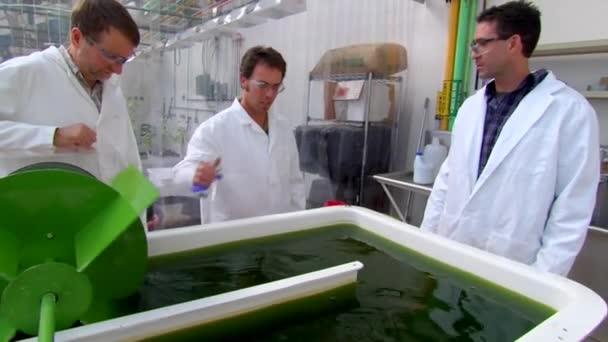 藻类是开发和研究人员使用的 — 图库视频影像