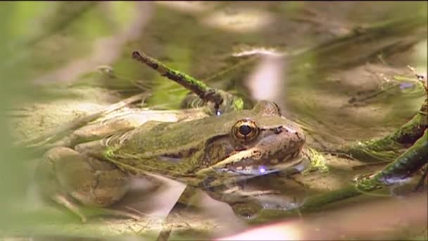 Green frog in pond — Stock Video