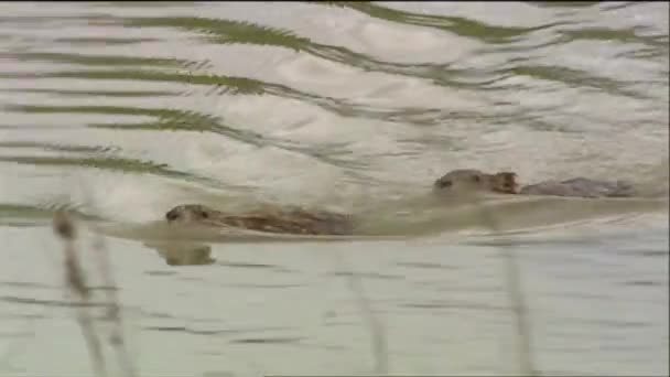 En bäver simmar i en flod — Stockvideo