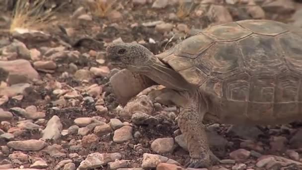 Desert tortoise in native habitat — Stock Video