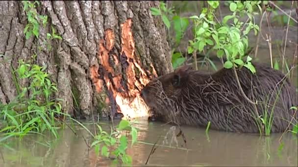 Beaver kauwt op een boomstam — Stockvideo