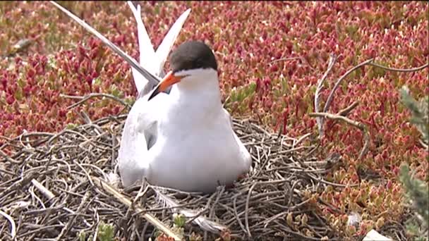 Gull sitting on nest — Stock Video