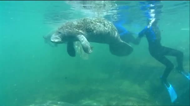 Een divers zwemmen met een lamantijnen — Stockvideo