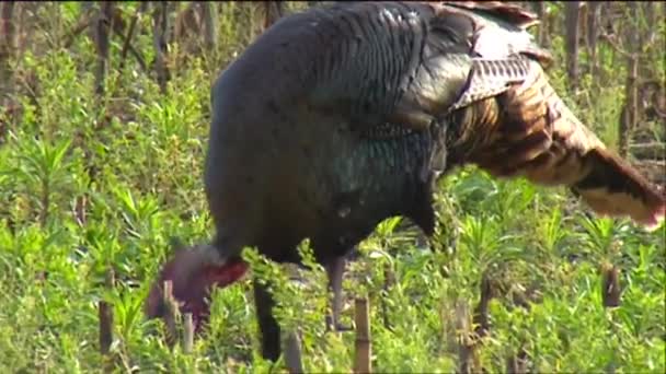 Wild turkey in the field — Stock Video