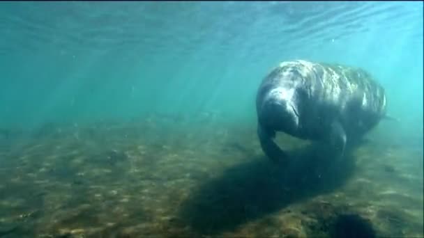 A manatee swims underwater, — Stock Video