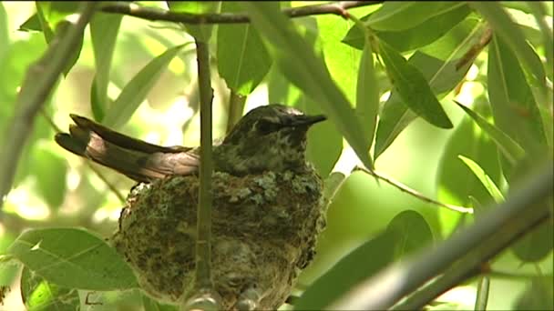 Vogel sitzt auf seinem Nest — Stockvideo