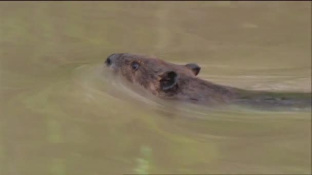 A beaver swims in a river — Stock Video