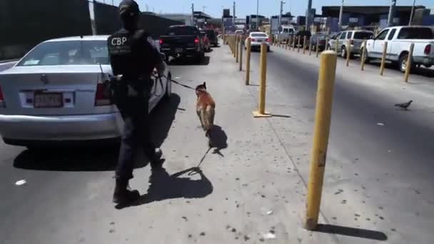 A canine unit patrols cars along the San Ysidro border — Stock Video