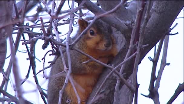 Écureuils mignons dans la forêt — Video