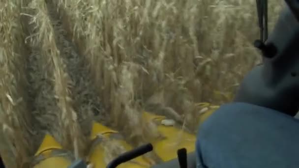 Biofuel is developed from corn. — Stock Video