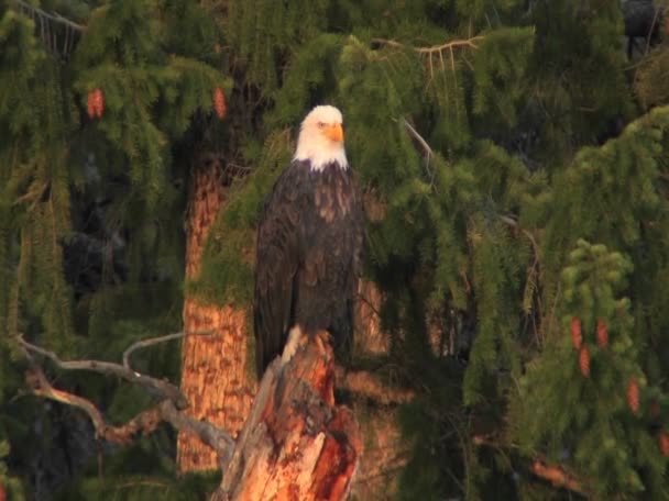 Amerikanischer Weißkopfseeadler — Stockvideo