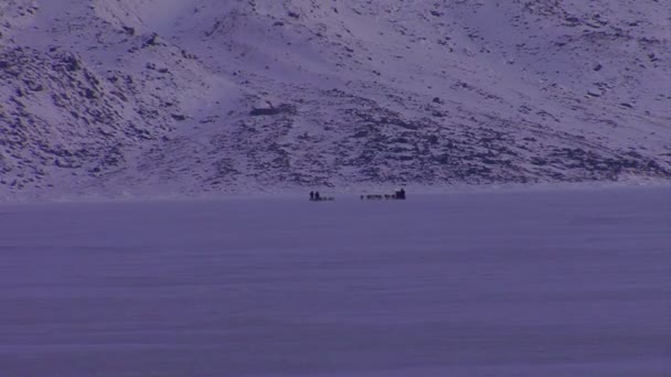 Eskimo rides on a dogsled — Stock Video