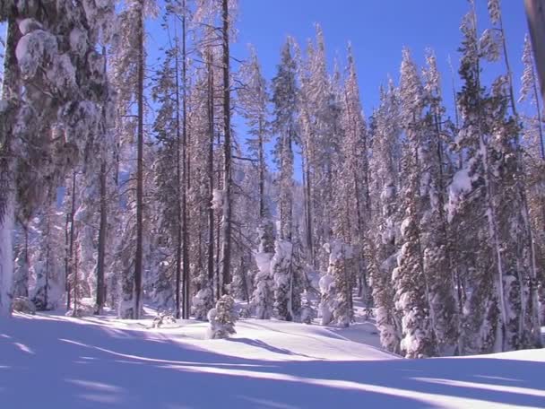 Pan através de uma bela paisagem de neve — Vídeo de Stock