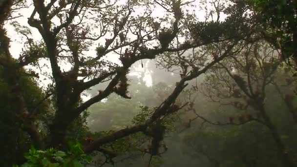 Névoa sopra através de uma floresta tropical no topo da montanha — Vídeo de Stock