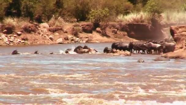 Wildebeests cross the river. — Stock Video