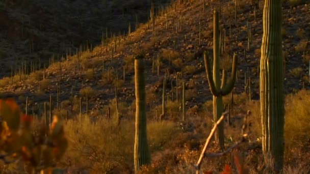 O México, Arizona, Baja ou Mojave deserto — Vídeo de Stock