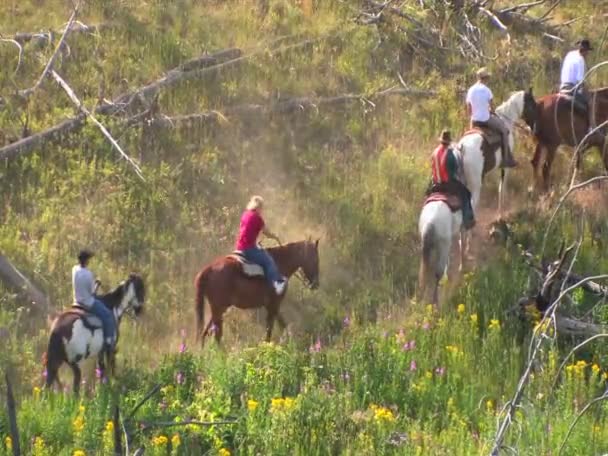 Caballos y jinetes hacen un viaje en manada — Vídeos de Stock