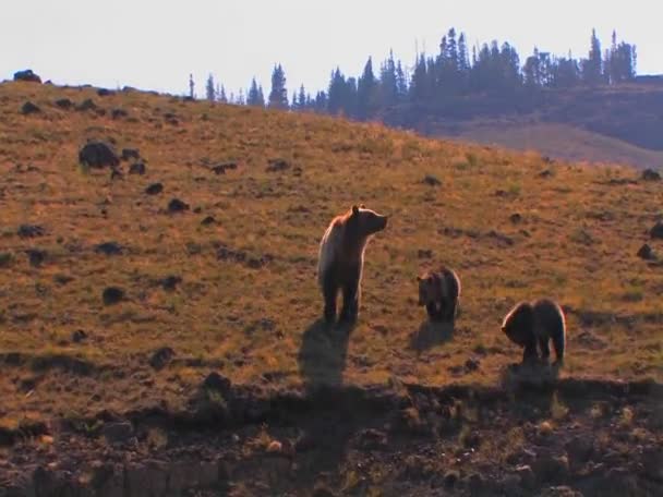 Un oso pardo y cachorros — Vídeos de Stock