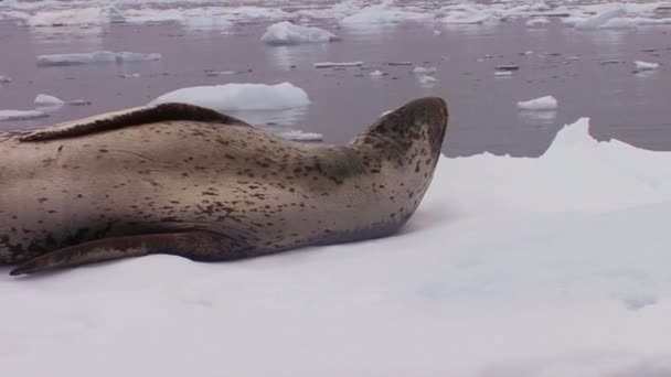 Печать слона лежит на леднике — стоковое видео