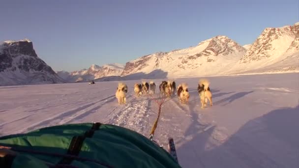 Trineos de perros que cruzan la tundra ártica — Vídeo de stock