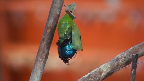 Una mariposa emerge de la crisálida — Vídeos de Stock