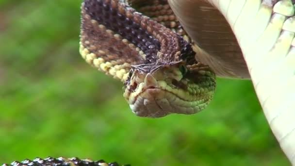 Una serpiente de cascabel lista para atacar — Vídeos de Stock