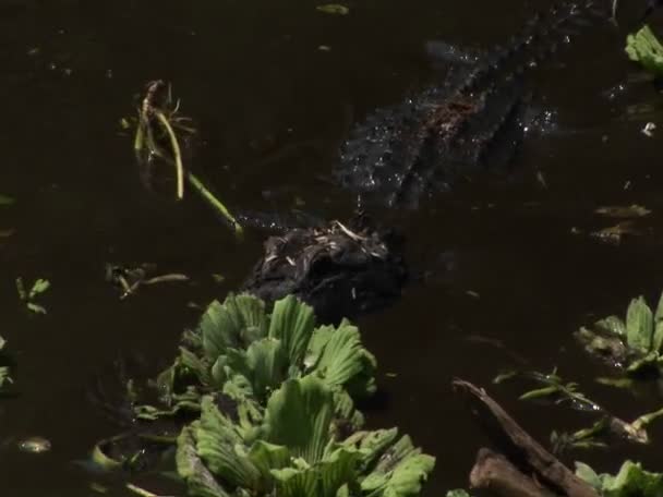 Alligator geht aus dem Sumpf — Stockvideo