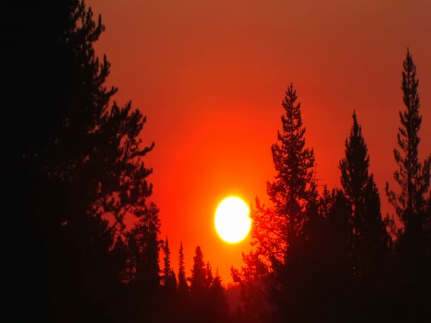 Puesta de sol detrás de un bosque de pinos . — Vídeos de Stock