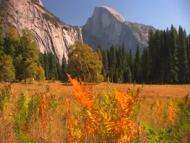 Trees stand at the edge of a mountain  meadow — Stock Video