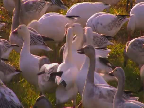 A flock of birds feed in a grassy field — Stock Video