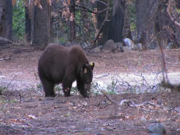 标记的棕色熊 — 图库视频影像
