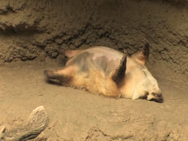 En grävling sover sin håla. — Stockvideo