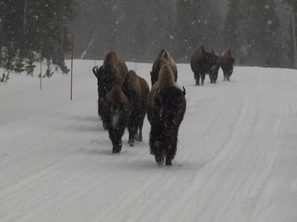 Bisontes búfalos pastan y caminan — Vídeos de Stock