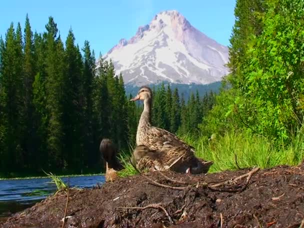 Grupo de patos en la orilla — Vídeo de stock