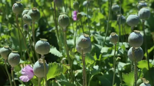 Flores de amapola crecen en un campo — Vídeos de Stock