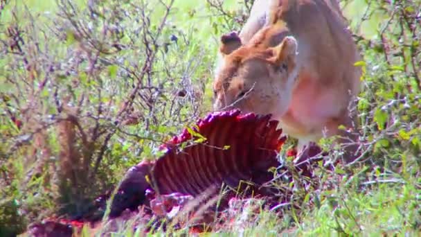 Een leeuw eet prooi — Stockvideo