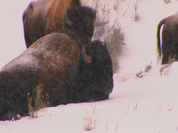 Bisões búfalos pastam na neve — Vídeo de Stock