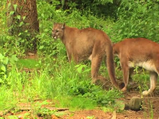 Leões de montanha durante o dia — Vídeo de Stock