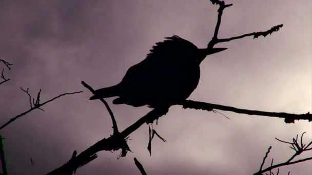 Silueta de un pájaro posado en un árbol — Vídeo de stock