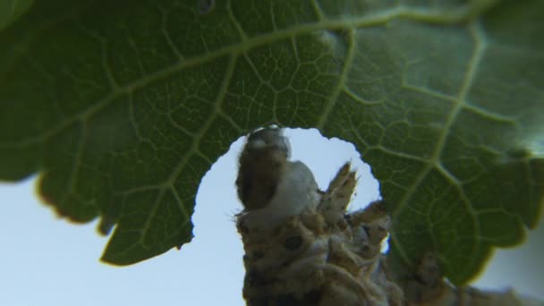 Caterpillar eats leaf — Stock Video