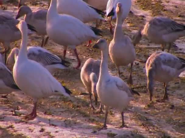 Bandada de aves en la orilla — Vídeos de Stock