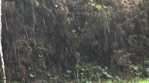 Cadute di pioggia durante la tempesta — Video Stock