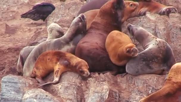 Zeehonden vergaren op een strand. — Stockvideo