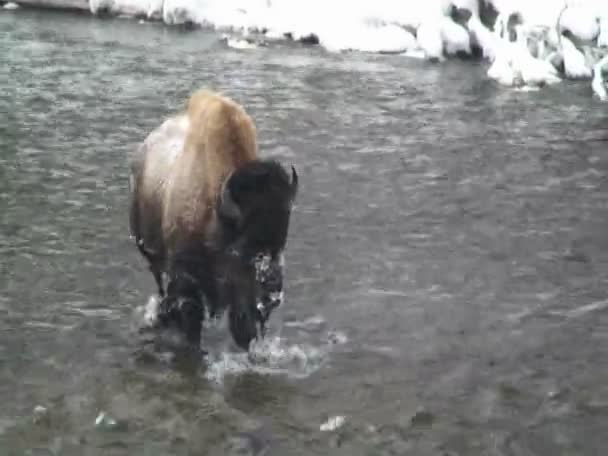 En buffel går över en flod — Stockvideo