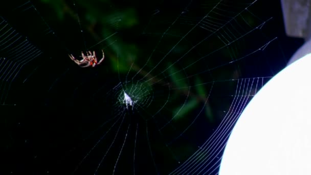 Spider bouwt een web — Stockvideo