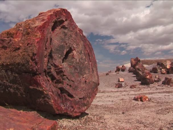 The remains of a petrified tree — Stock Video